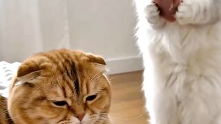 Funny cat 378