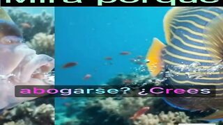 ¿porque los peces no se ahogan en el agua?