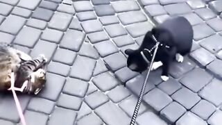 a cute cat