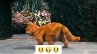 The cat doesn't believe it's glass😂😂