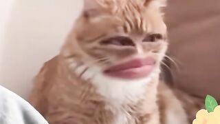 This filter with the cat is so cute
