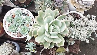 Suculentas com muitas chuvas por aqui