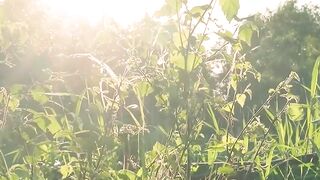 Os encantos do mundo vegetal