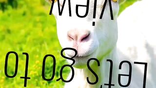 Goat eating grass feeding