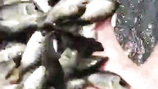 Tilapia fish seeds
