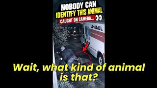 Nobody Can Identify This Animal Caught on Camera… 👀