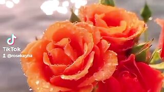 Flores 2