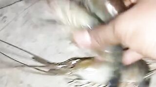 Conggah shrimp harvest