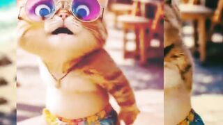 Cat super dance