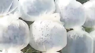 Spreading fish seeds