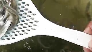 Milkfish seeds