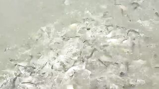 Hundreds of tilapia fish fighting for food
