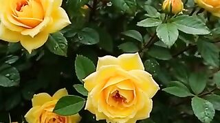 Yellow Roses without AI are much more beautiful