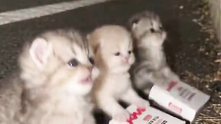 kitten dance take over street funny cute
