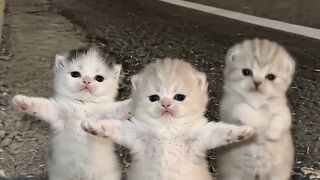 cat dance funny