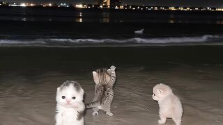 cat dance funny 2