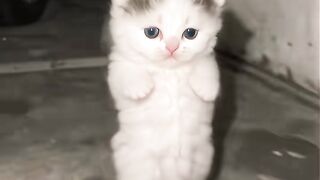 cat dance funny v4