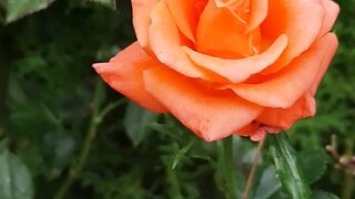 The true color of a rose without AI