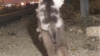 Funny kitten Fountain