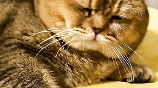 Kucing ngantuk 2