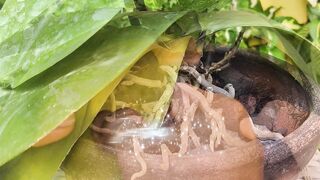 Ternyata Daun Tanaman Ini Punya Corak Secantik Ini! 🌿😍