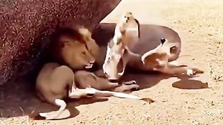 Cute, mischievous animals