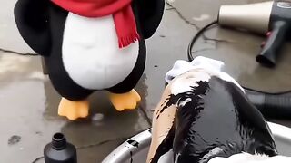 Gugugaga penguin girl Prank Gone Wrong Funny Moment and cute 5