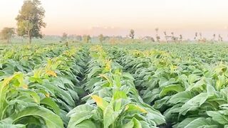 Farming Tobacco