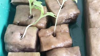 POV: Your tiny home garden feeds you every day 🌱😍