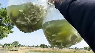 Packing milkfish seeds