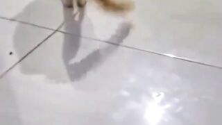kucing 45