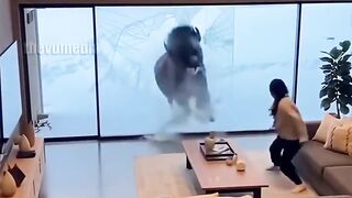Bison Nightmare