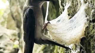 🕊️ A Swallow Building Its Nest for Eggs