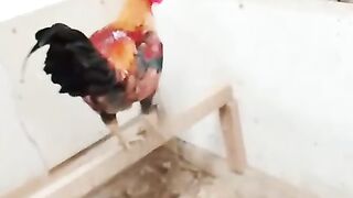 Super Rooster