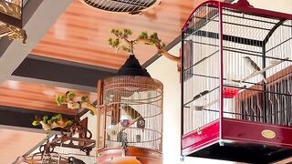 Merdu Banget! Suara Kicauan Burung Peliharaan di Teras Rumah 🐦🎶