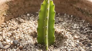 From Cutting to Dragon Fruit 🌱🐉 | Amazing Dragon Fruit Growth Time Lapse