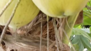 Kelapa 3