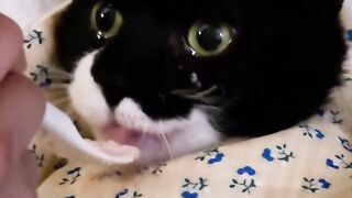 My cat 24