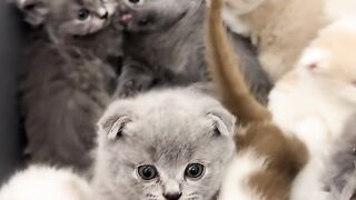 These Kittens Are Too Cute to Handle 😻🐱 | Adorable Baby Cats