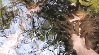 fish therapy 2