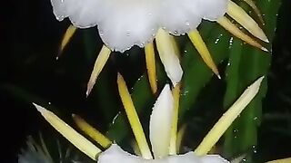 Bunga Indah di malam hari