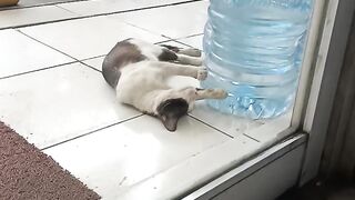 “A stray cat is sleeping comfortably in front of a convenience store.”