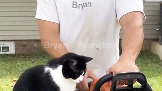 GATO FES MOTO SERRA PEGAR
