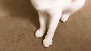 CATS IMITATING HUMANS 😲🐈 (1080p60).mp4