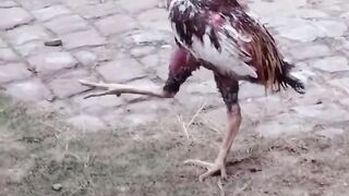 Ayam menari