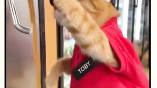 VEJÁ GATO MUITO ENGRAÇADO