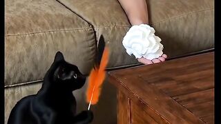 GATO APRONTANO 3