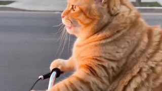 GATO ANDANO DE BICICLETA