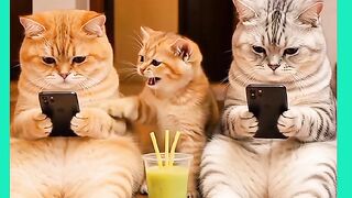GATINHO MUITO INTELIGENTE 2