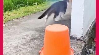 GATOS APRONTANO 2